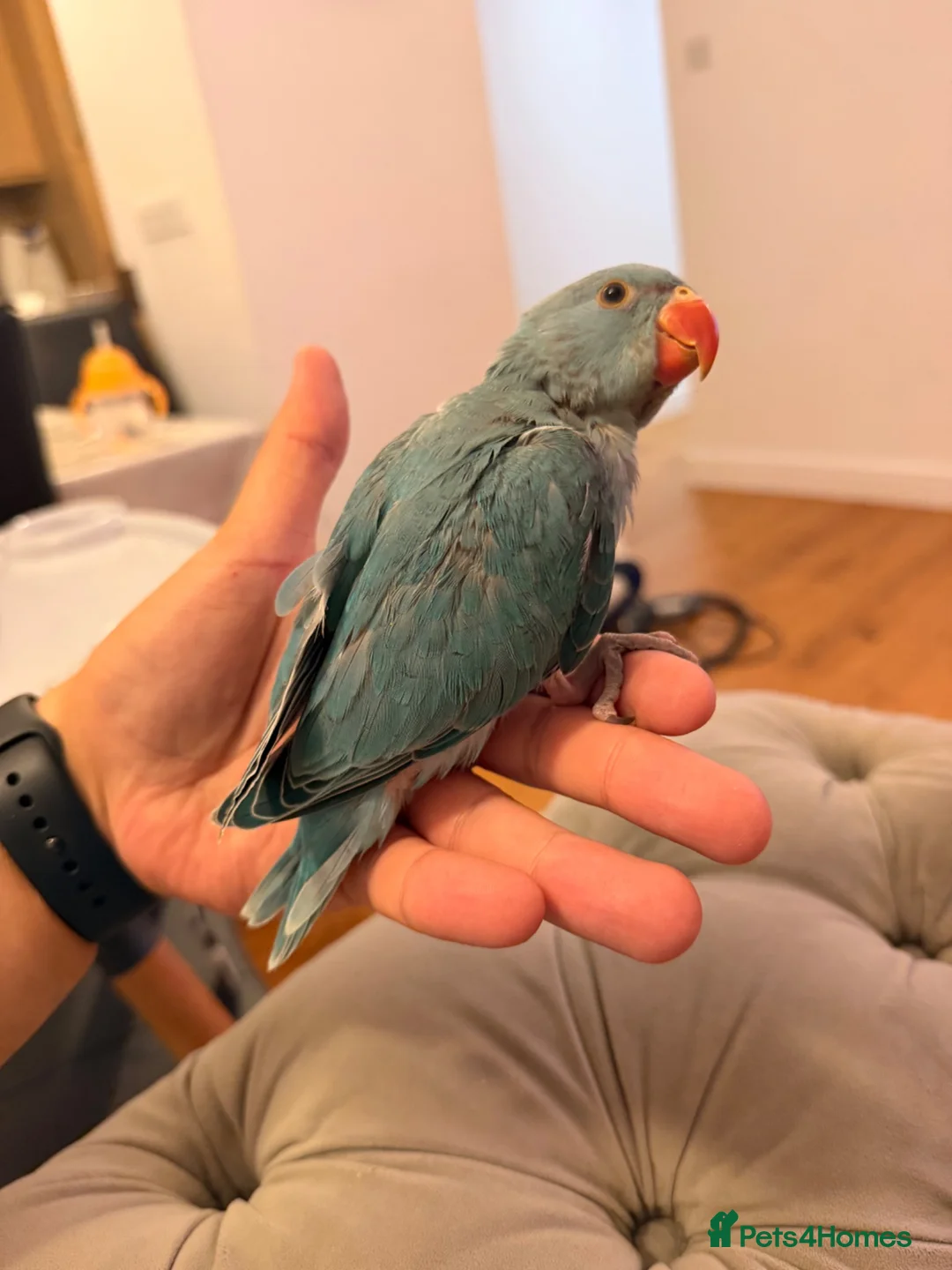 Ringnecks birds for sale: Indians ringneck - Advert 4