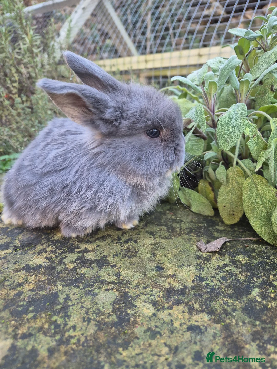 Mini Lop rabbits for sale: Mini Lops  - Advert 11