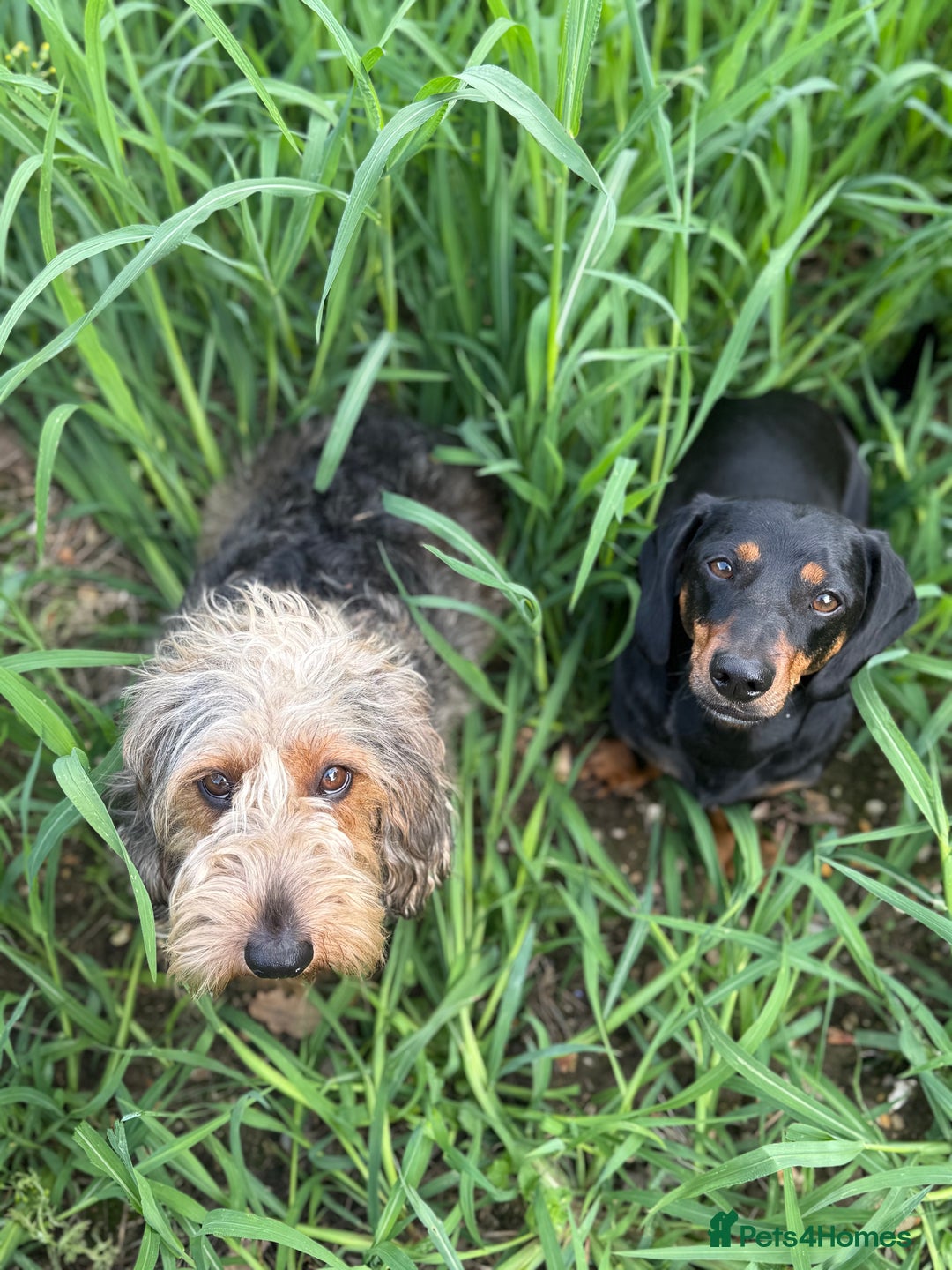 Dachshund dogs for sale: Dachshund  - Image 3