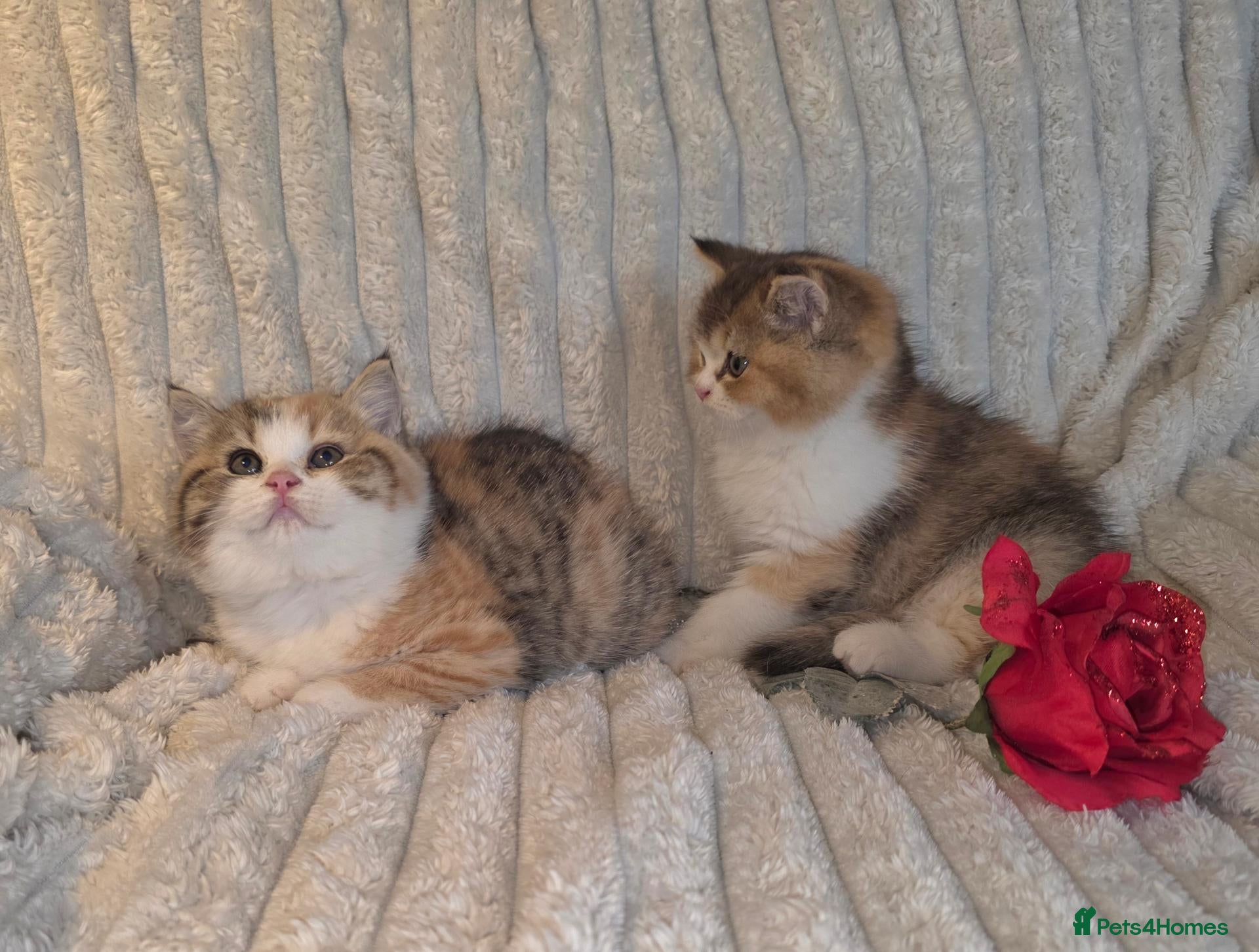 British Shorthair cats Beautiful pedigree british shorthair kittens - Advert 1