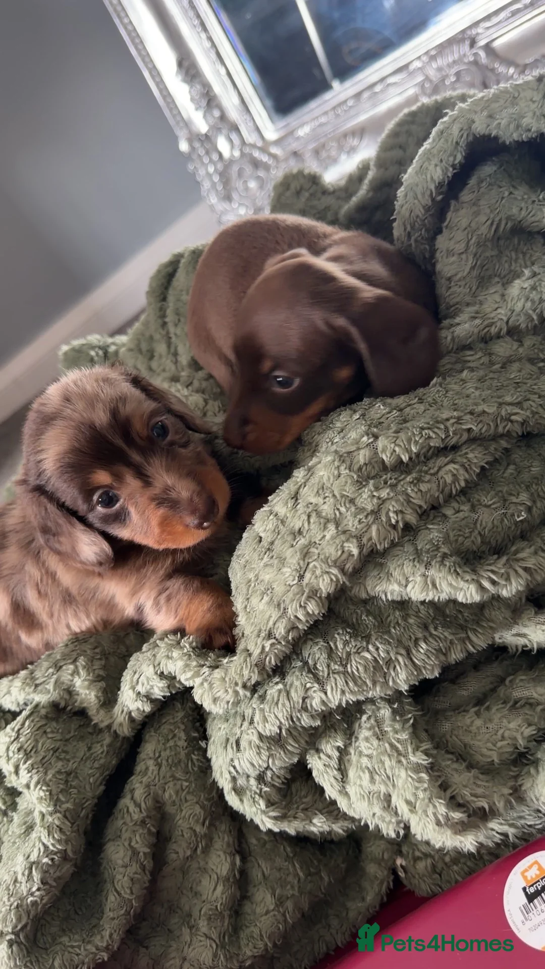 Miniature Dachshund dogs for sale: Long haired fluffy miniature dachshund  - Advert 4