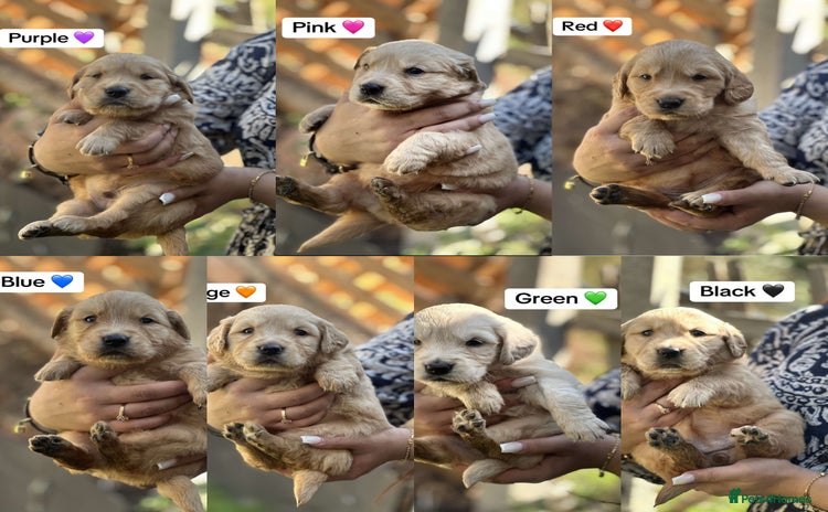 Golden Retriever dogs - Advert 3