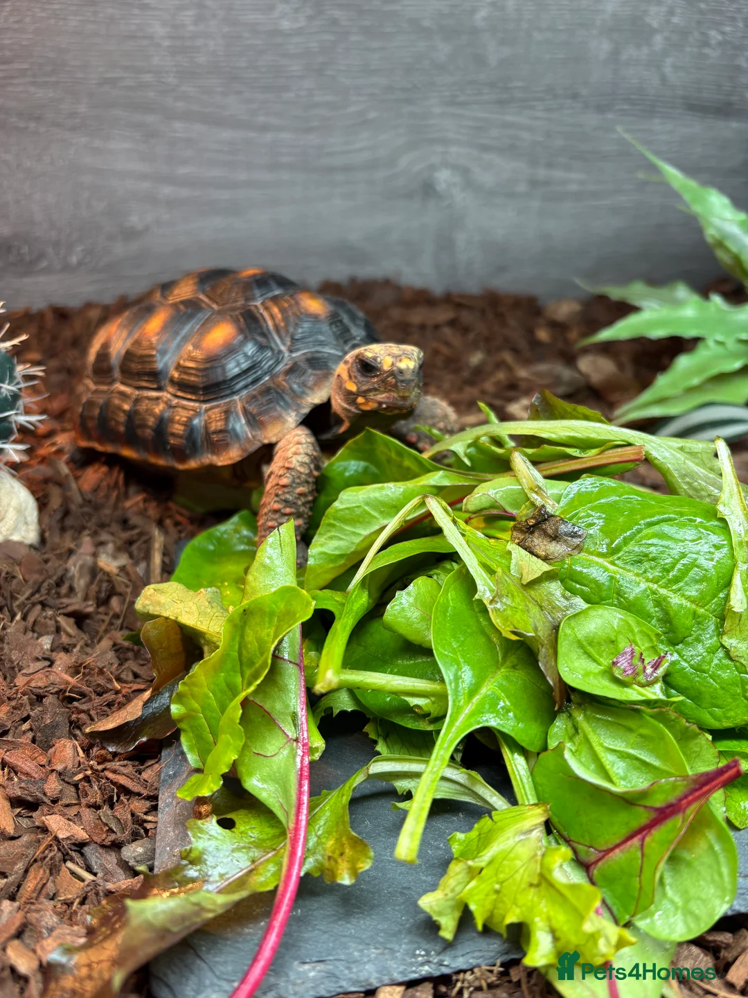 Tortoise reptiles for sale: Red footed tortoise  - Advert 3