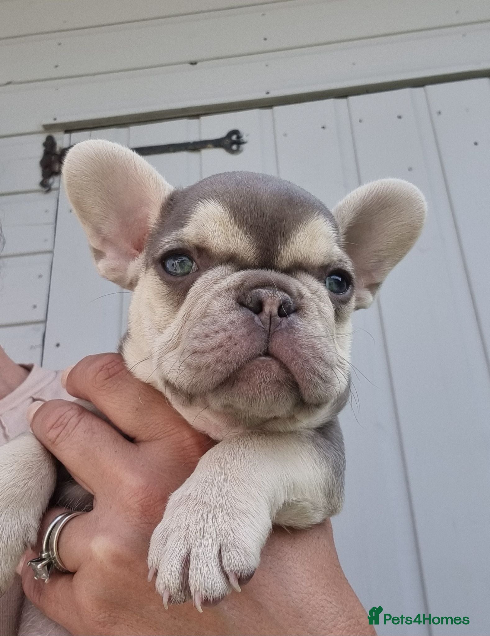 French Bulldog dogs Ready Chocolate & lilac French Bulldog puppy - Advert 1