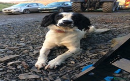 Sprollie dogs for sale: Sprollie Pups - Image 9