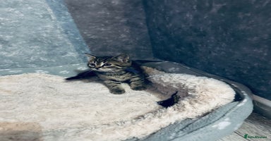 Scottish Fold cats - Advert 7