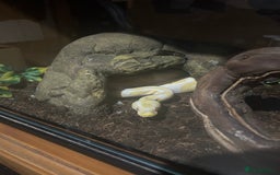 Python Snake reptiles for sale: Albino ball python and enclosure for sale  - Image 2