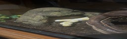 Python Snake reptiles for sale: Albino ball python and enclosure for sale  - Advert 2
