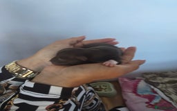 Chihuahua dogs for sale: Cup Chihuahua mini - Image 17