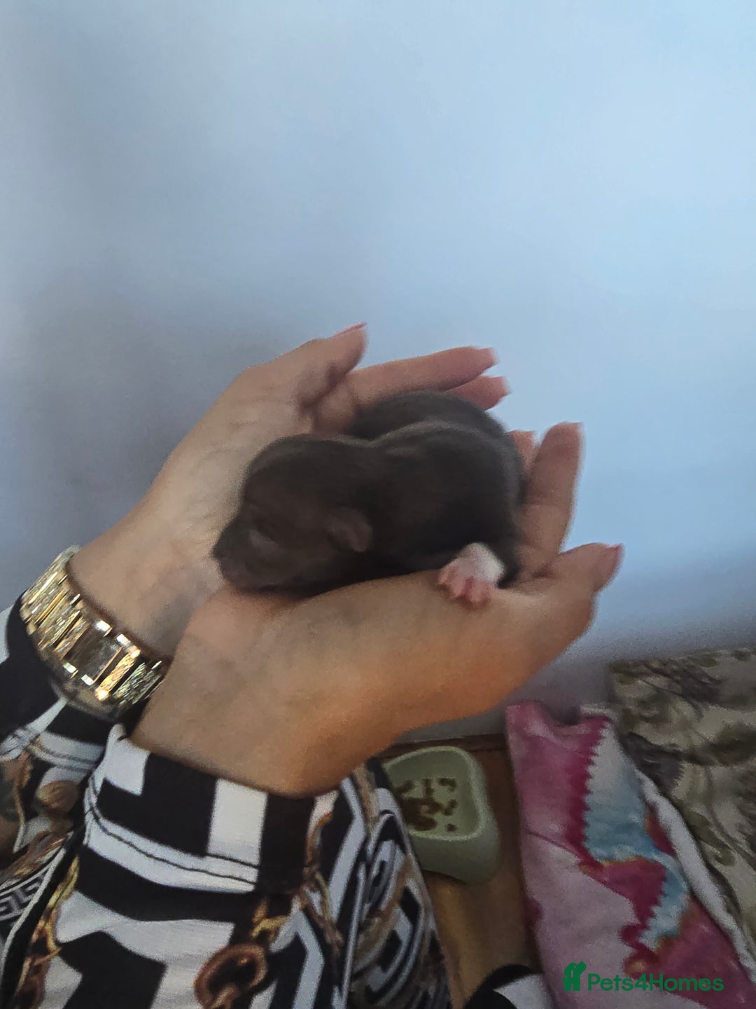 Chihuahua dogs for sale: Cup Chihuahua mini - Image 17