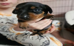 Miniature Dachshund dogs for sale: Beautiful daushounds puppys - Advert 2