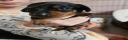 Miniature Dachshund dogs for sale: Beautiful daushounds puppys - Advert 2