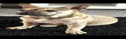 French Bulldog dogs for sale: Rehome- French bulldogs mum and daughter  - Advert 2