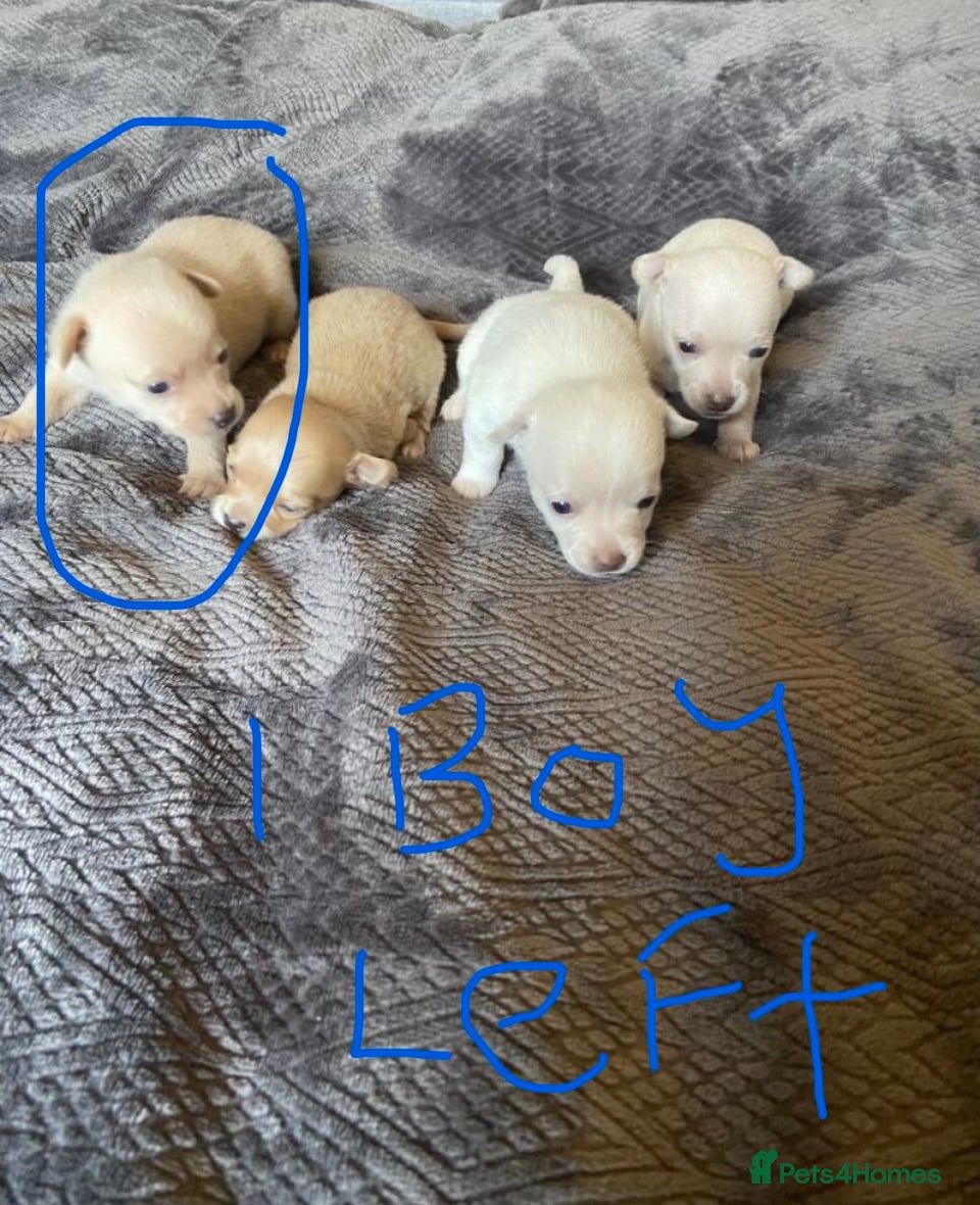 Chihuahua dogs Chihuahua  - Advert 4