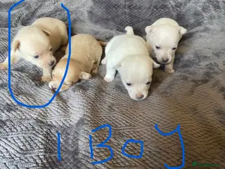 Chihuahua dogs Chihuahua - Advert 4