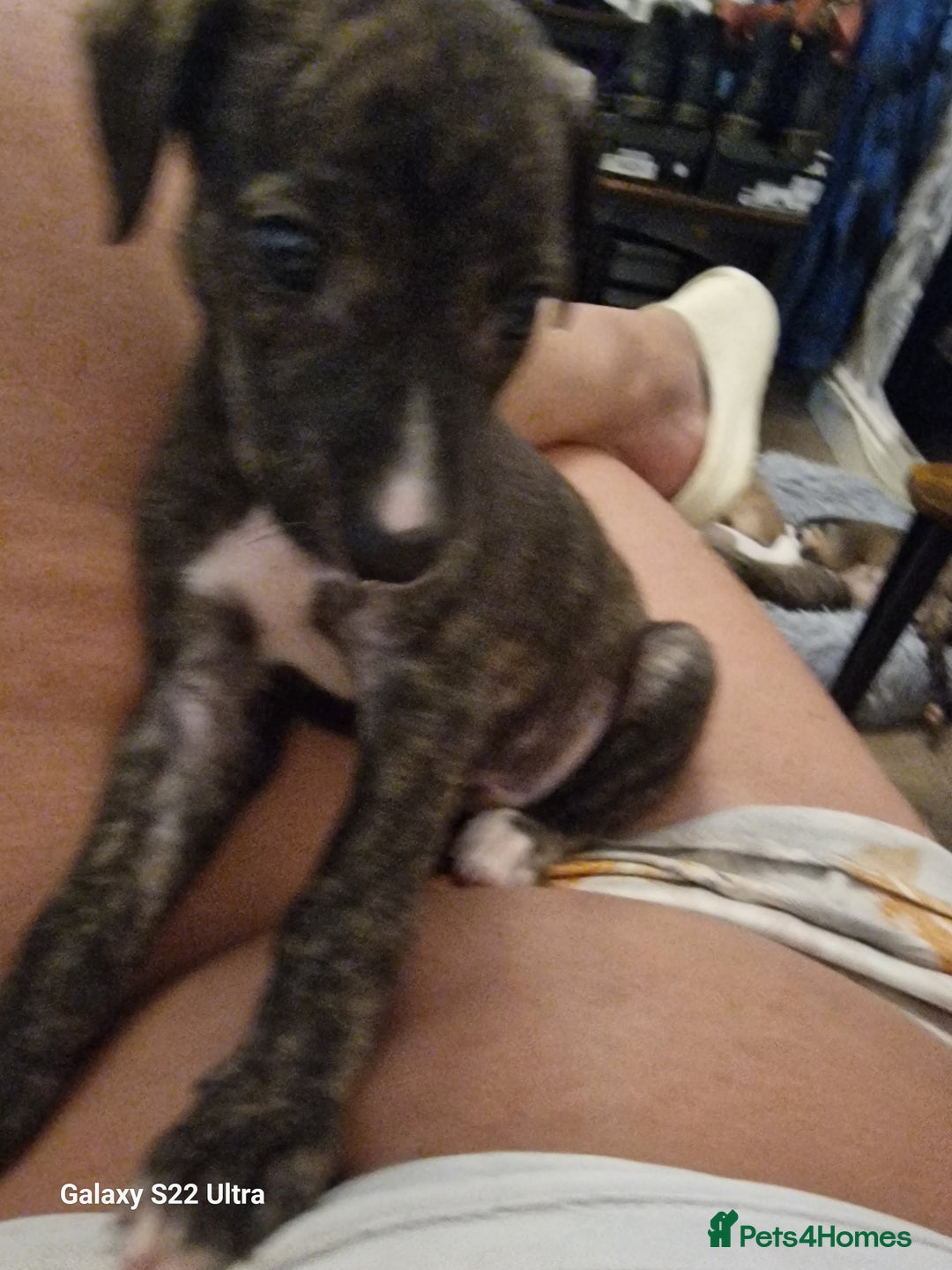 Lurcher dogs for sale: Lurcher poppies  - Image 7