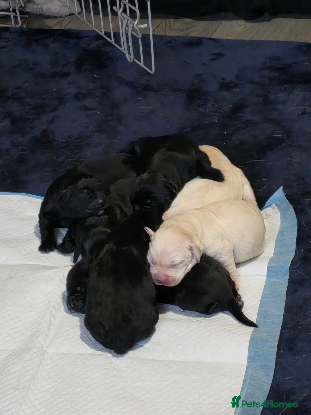 Labrador Retriever dogs for sale: Labrador pups for sale - Advert 4