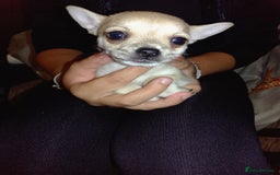 Chihuahua dogs for sale: Beautiful Chihuahua - Image 4