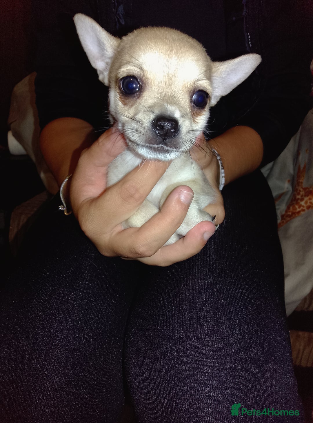 Chihuahua dogs for sale: Beautiful Chihuahua - Image 4