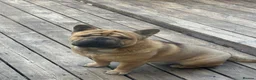 Mixed Breed dogs for sale: French-bulldog cross chow chow male  - Advert 4