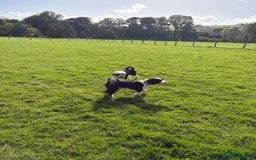 Tibetan Terrier dogs for sale: KC fully health tested exceptionally bred Tibetan  - Advert 13