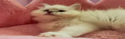 Ragdoll cats for sale: TICA Active Registered Ragdoll Kittens - Advert 10