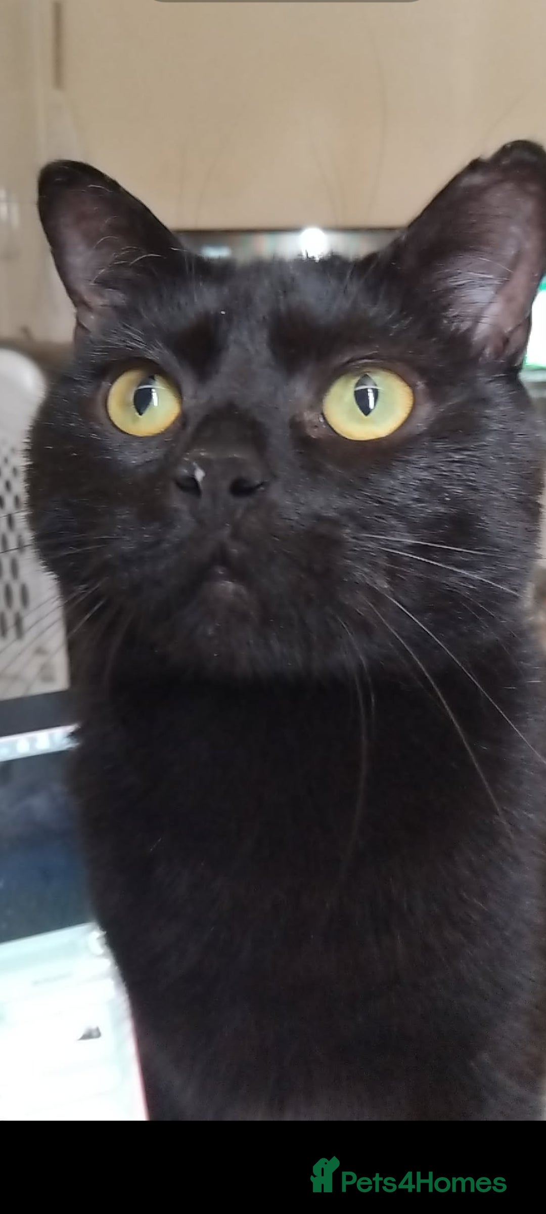 Mixed Breed cats for sale: Bonded pair of cats. - Advert 6