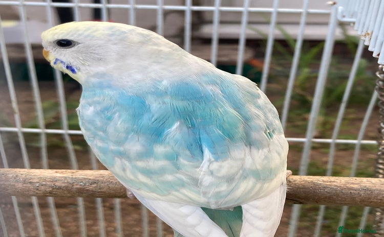 Budgerigars birds - Advert 1
