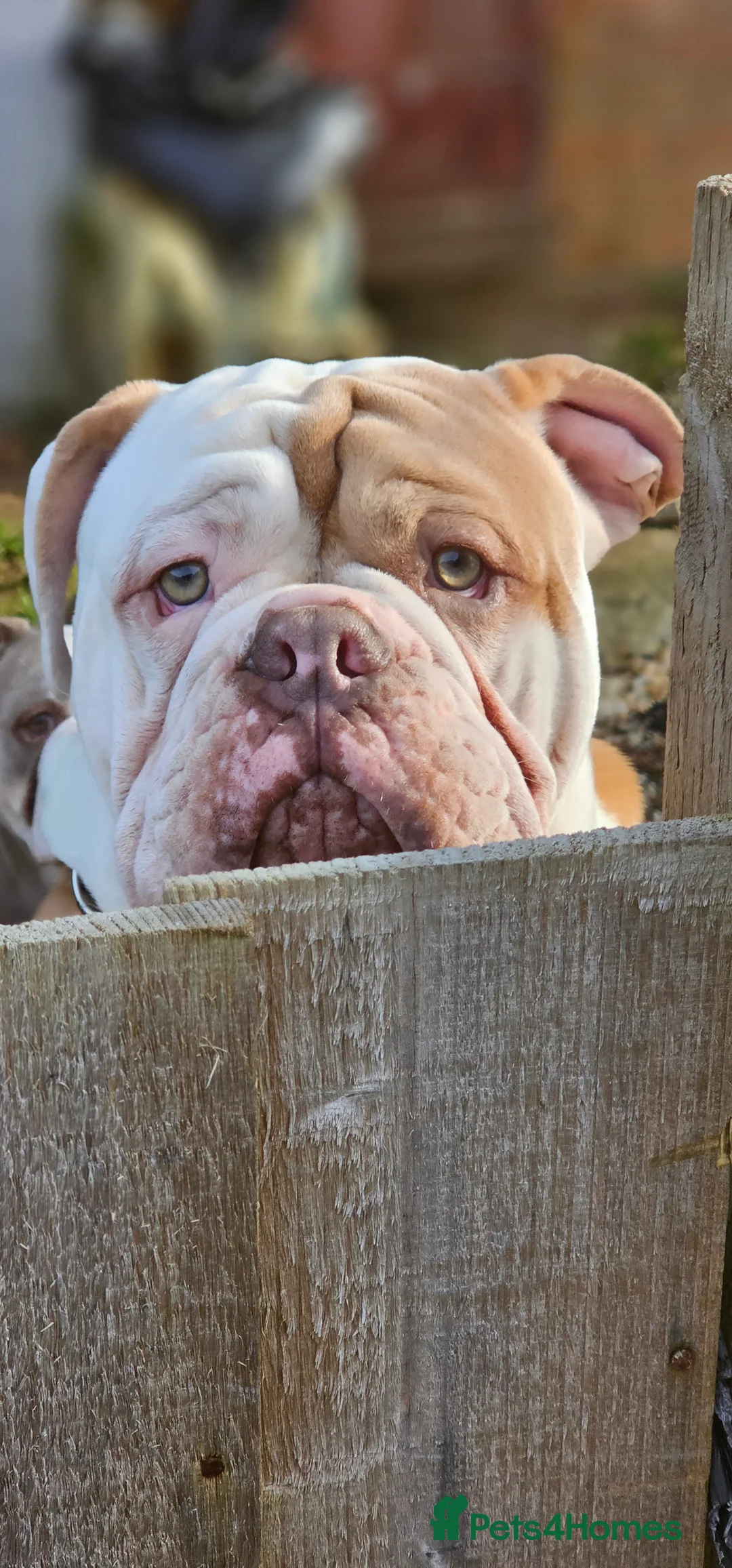Olde English Bulldogge dogs for stud: Our son aka STITCH beautiful boy for stud aged 2 - Advert 2