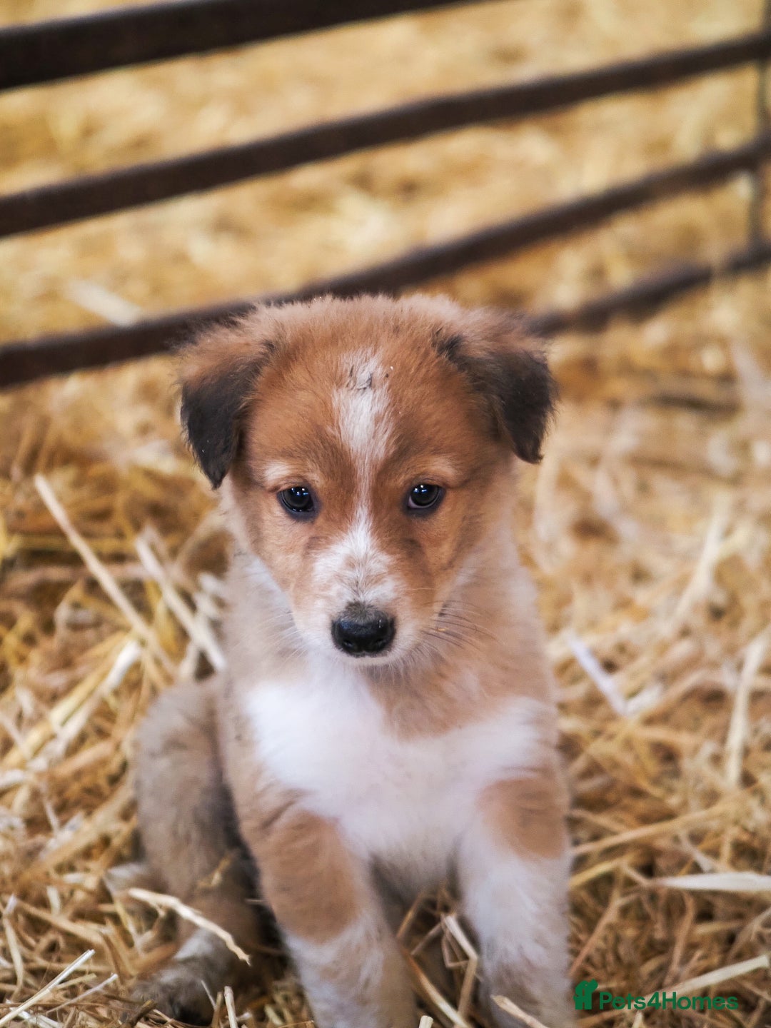 Mixed Breed dogs for sale: Collie cross puppies  - Advert 4