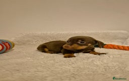 Miniature Dachshund dogs for sale: ❤️ 🐕 Miniature Dachshunds  - Image 15