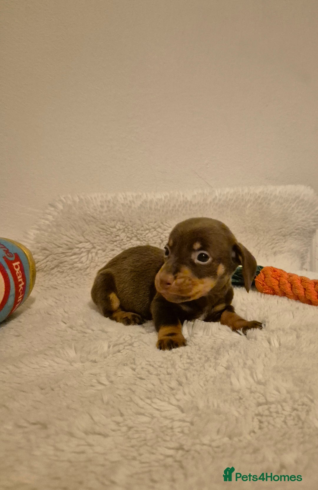 Miniature Dachshund dogs for sale: ❤️ 🐕 Miniature Dachshunds  - Image 15