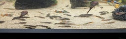 Other/Mixed Breed fish for sale: Guppies , endlers and loaches  - Advert 6