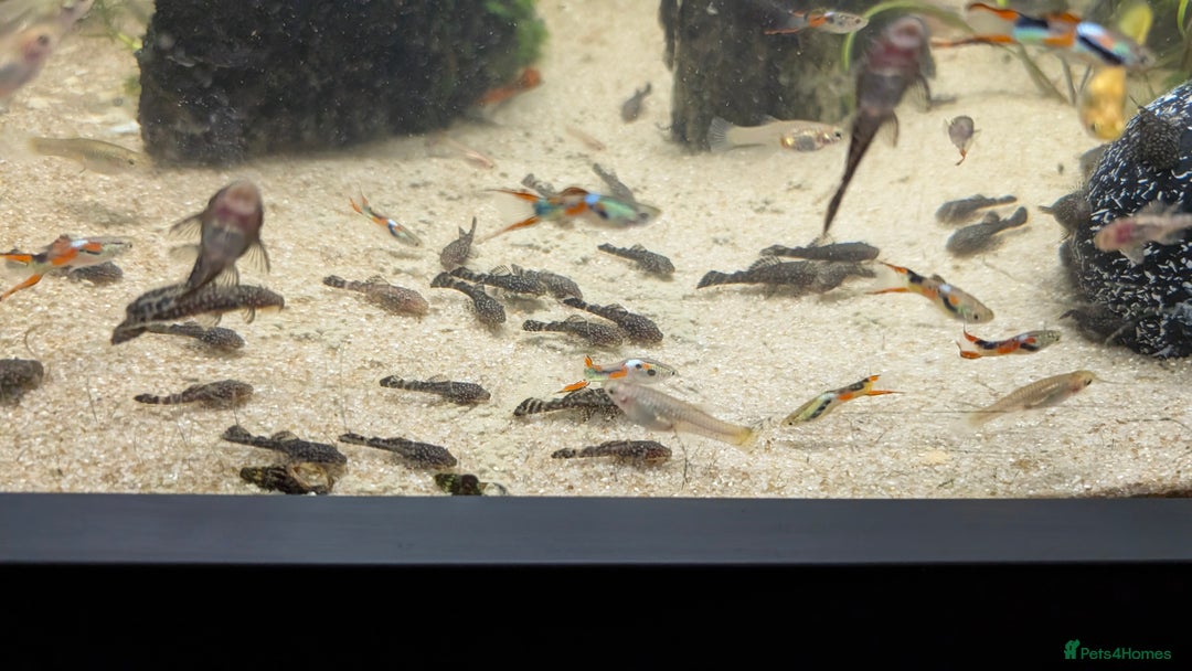 Other/Mixed Breed fish for sale: Guppies , endlers and loaches  - Image 6
