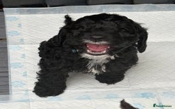 Cockapoo dogs for sale: Beautiful cockapoos  - Image 8