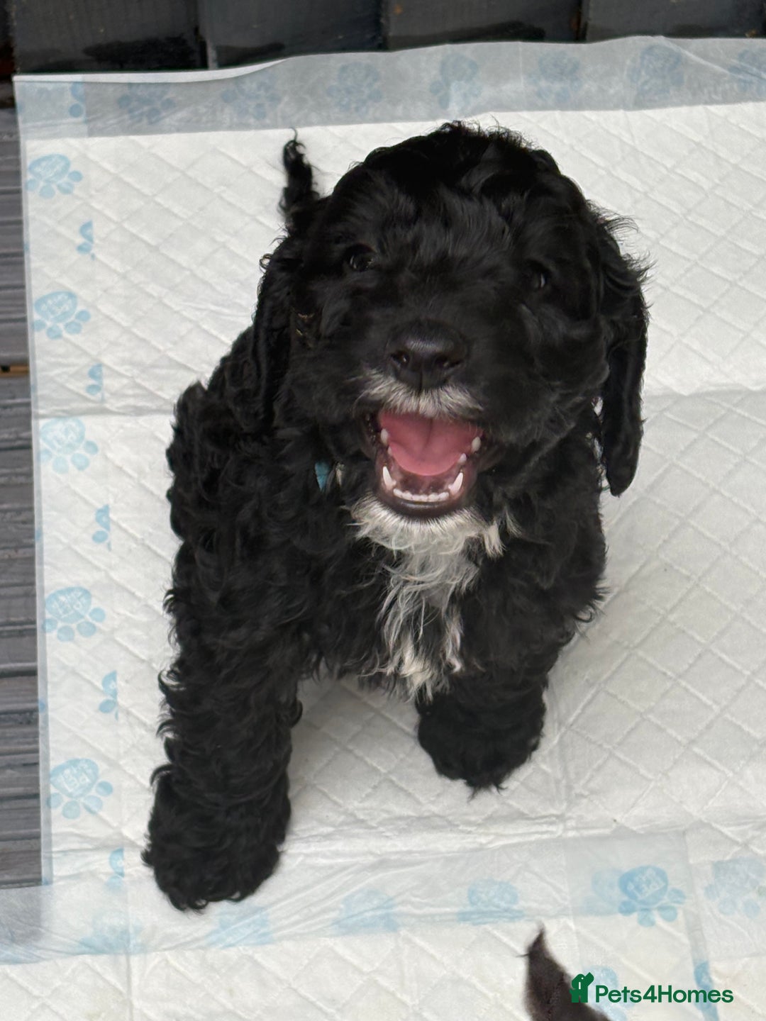 Cockapoo dogs for sale: Beautiful cockapoos  - Image 8