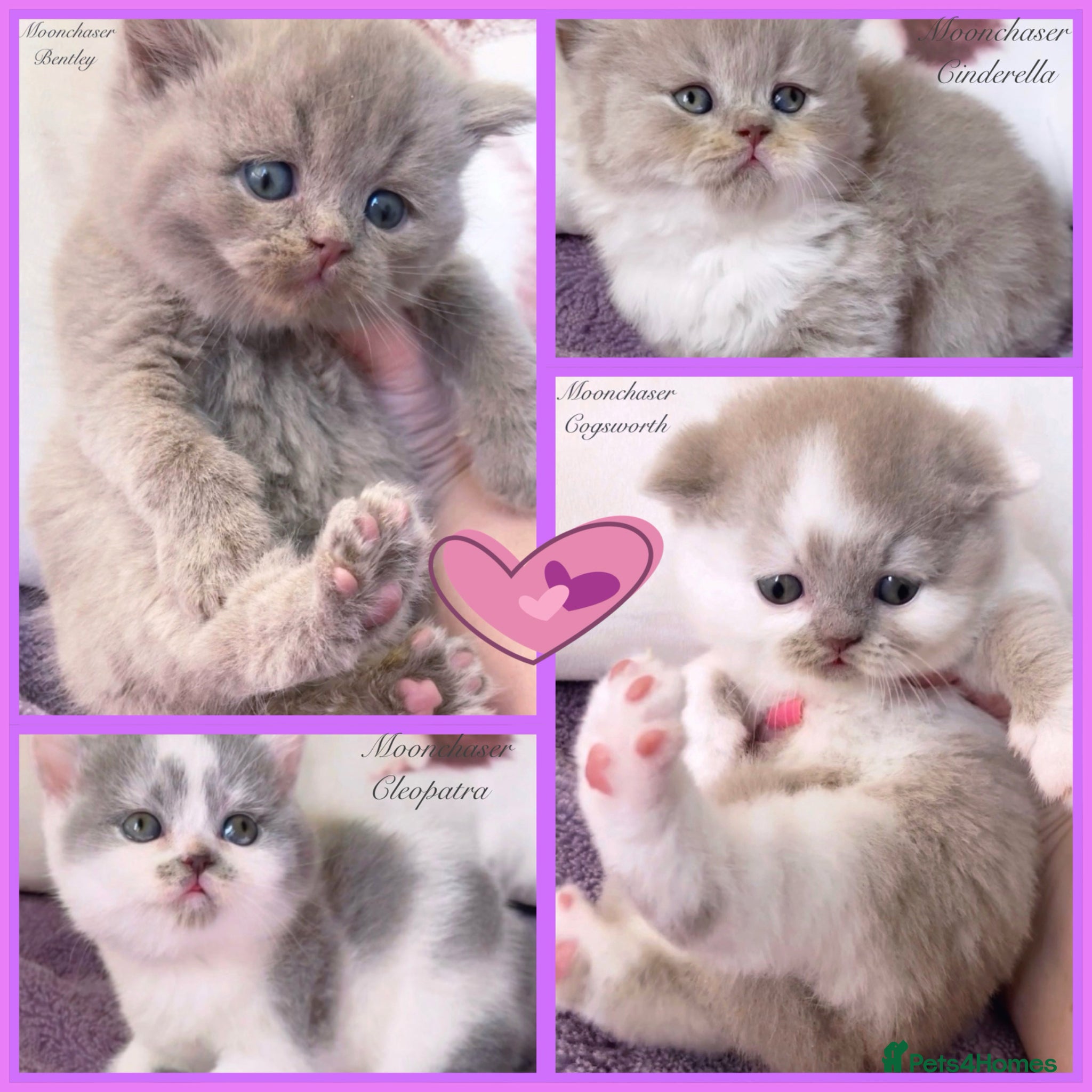 British Shorthair cats Gorgeous British Shorthair Kittens - TICA Reg - Advert 1