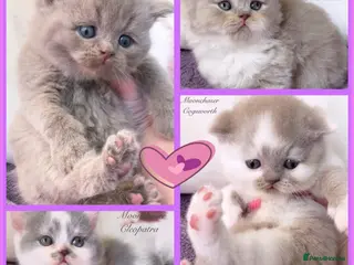 British Shorthair cats Gorgeous British Shorthair Kittens - TICA Reg - Advert 18