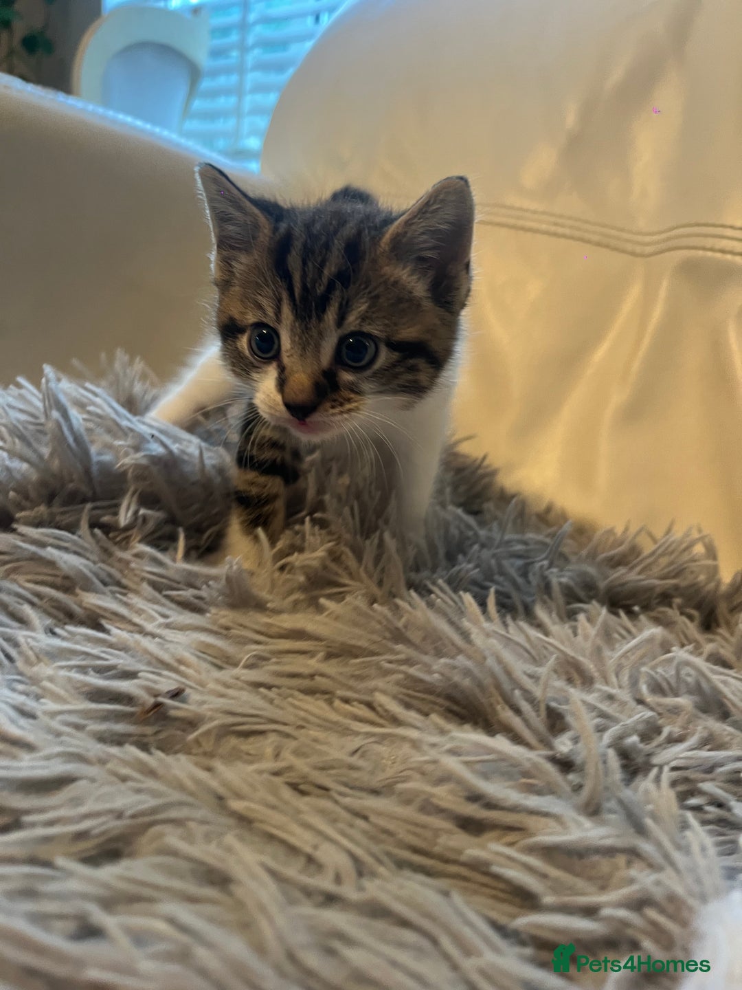 Mixed Breed cats for sale: 3 Beutiful babies  - Advert 17