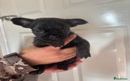 Jug dogs for sale: Jug puppies  - Image 14
