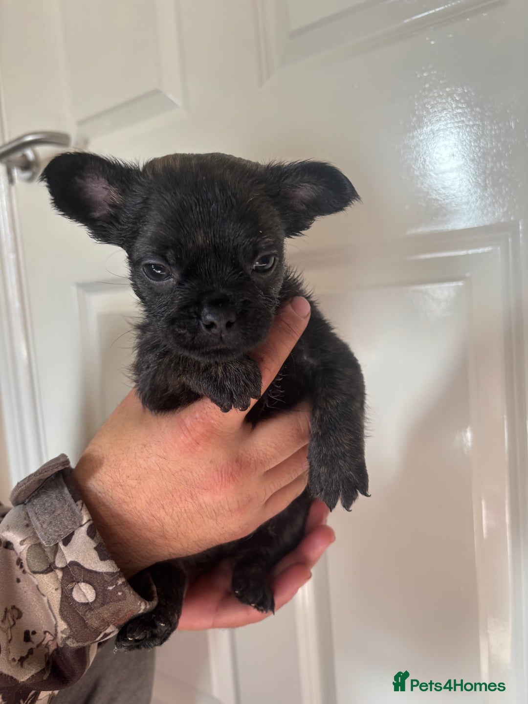 Jug dogs for sale: Jug puppies  - Image 14