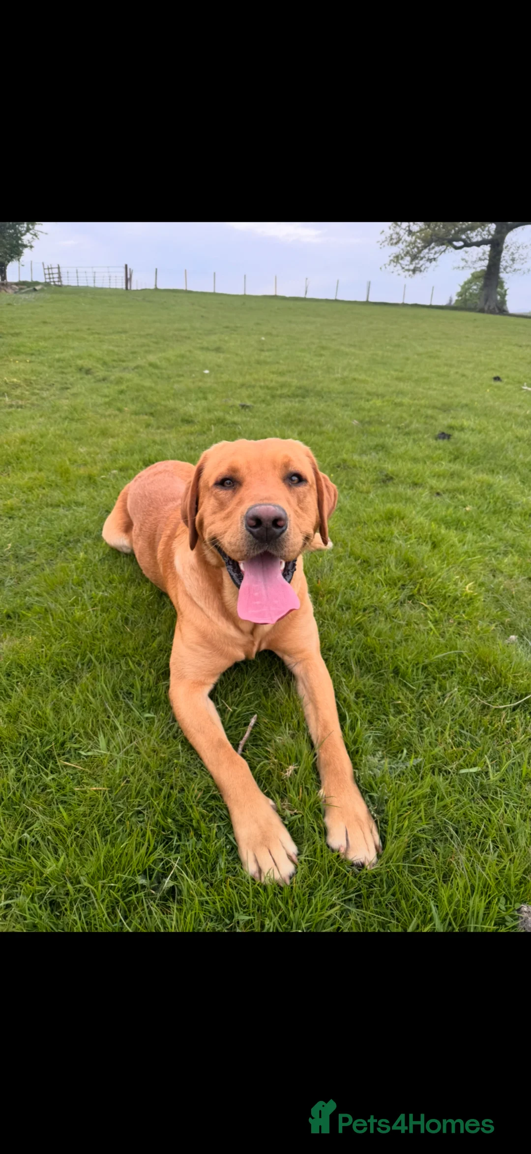 Labrador Retriever dogs for stud: KC Registered Lab For Stud in Lancaster - Advert 2