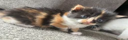 Mixed Breed cats for sale: Kittens for sale  - Advert 8