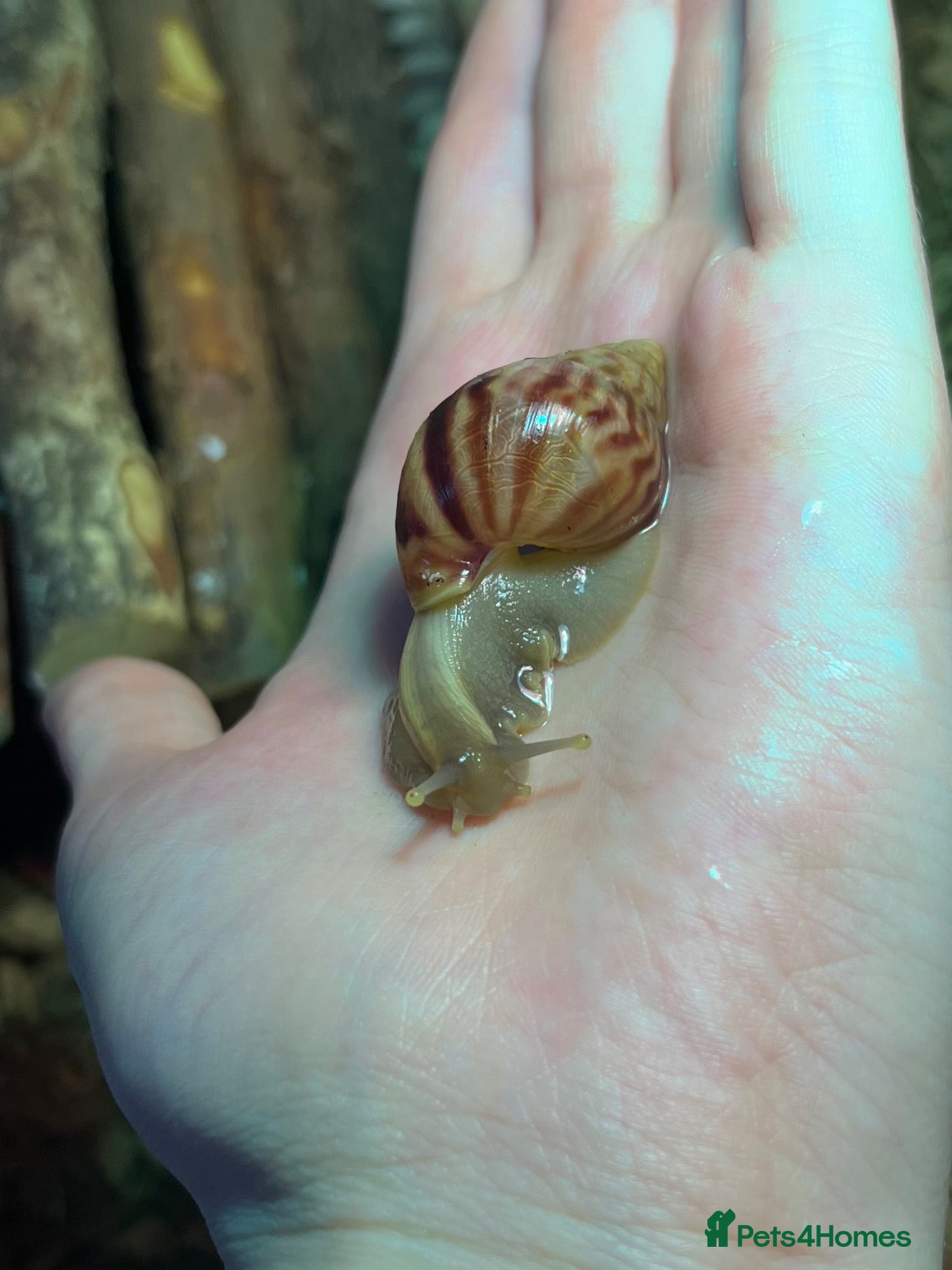 Snails invertebrates Baby giant African land snails - Advert 10