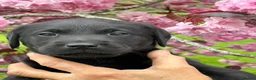 Labrador Retriever dogs for sale: Labrador Retriever Puppies - Advert 5