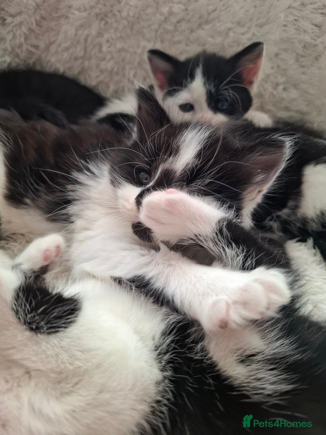 Mixed Breed cats for sale: Tabby/British short hair - Advert 16