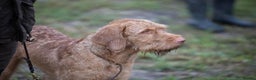 Hungarian Vizsla dogs for stud: Hungarian Wire Haired Vizsla Stud (Fully Tested) in Llangollen - Advert 3