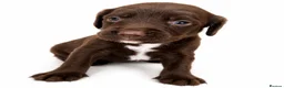 Springador dogs for sale: 3/4 springer 1/4 lab  - Advert 6