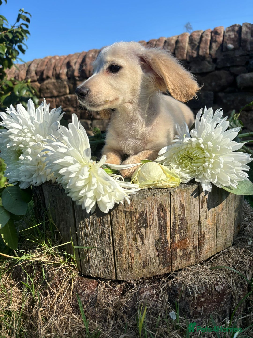 Miniature Dachshund dogs for sale: KC reg Miniature English cream dachshund girl  - Image 3