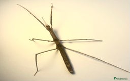 Stick Insects invertebrates for sale: X5 THAI BEAUTY STICK INSECTS HAPPY TO SHIP!! - Image 2